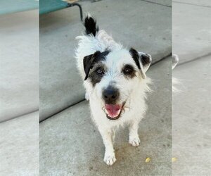 Jack Russell Terrier Dogs for adoption in Temecula, CA, USA