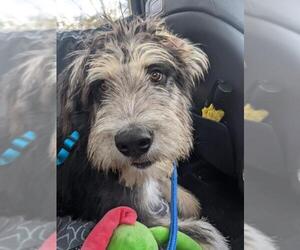 Mutt Dogs for adoption in Arlington, VA, USA