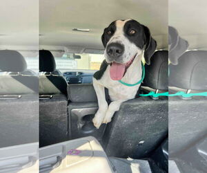Labrador Retriever-Unknown Mix Dogs for adoption in Shreveport, LA, USA