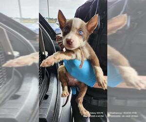 Huskies -Unknown Mix Dogs for adoption in San Antonio, TX, USA