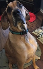 Great Dane Dogs for adoption in Livonia, MI, USA