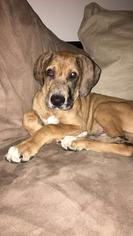 Great Dane Dogs for adoption in Siren, WI, USA