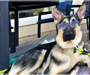 German Shepherd Dog Dogs for adoption in Chandler, AZ, USA