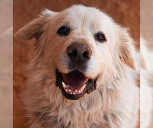 Great Pyrenees Dogs for adoption in Kanab, UT, USA