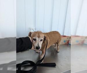 Dachshund Dogs for adoption in Bakersfield, CA, USA