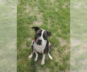 American Pit Bull Terrier Dogs for adoption in Oskaloosa, IA, USA