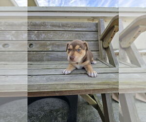 Mutt Dogs for adoption in Pacifica, CA, USA