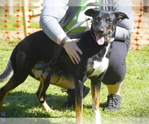 Doberman Pinscher-German Shepherd Dog Mix Dogs for adoption in Tallahassee, FL, USA