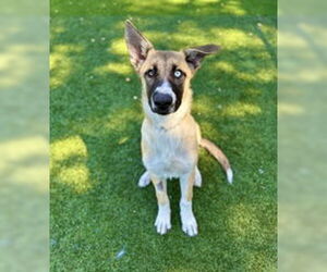 Siberian Husky Dogs for adoption in Salinas, CA, USA