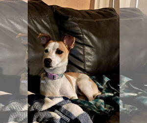 Mutt Dogs for adoption in Menifee, CA, USA