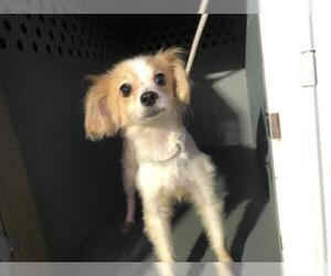 Papillon Dogs for adoption in Long Beach, CA, USA