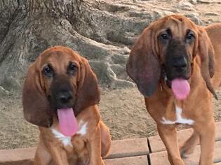 Bloodhound Dogs for adoption in BULLARD, TX, USA