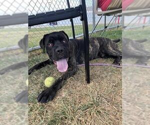 Boxer-Bull Terrier Mix Dogs for adoption in Louisville, KY, USA