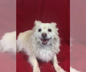 Chiranian Dogs for adoption in Henderson, NV, USA