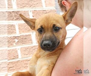 Mutt Dogs for adoption in Washington, DC, USA