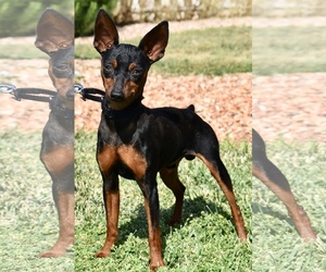 Miniature Pinscher Dogs for adoption in Palo Alto, CA, USA