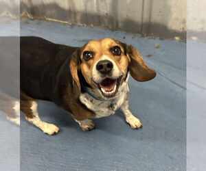 Beagle Dogs for adoption in Candler, NC, USA