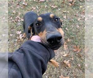 Doberman Pinscher Dogs for adoption in Temple, TX, USA