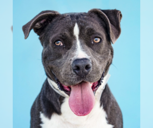 Mutt Dogs for adoption in Pasadena, CA, USA