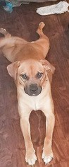 Boxador Dogs for adoption in DeLand, FL, USA