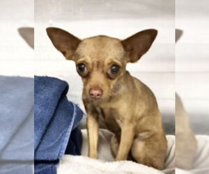 Chihuahua-Unknown Mix Dogs for adoption in Royal Palm Beach, FL, USA