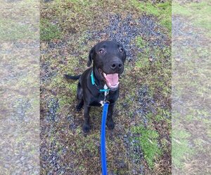 Labrador Retriever-Unknown Mix Dogs for adoption in Hinton, WV, USA