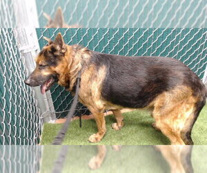 German Shepherd Dog Dogs for adoption in Downey, CA, USA