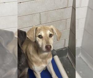 Doberman Pinscher-Unknown Mix Dogs for adoption in Stockton, CA, USA