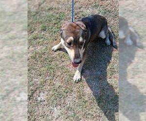 Siberian Husky-Unknown Mix Dogs for adoption in Houston, TX, USA