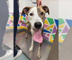 Mutt Dogs for adoption in Baytown, TX, USA