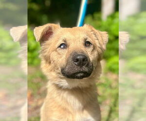 Mutt Dogs for adoption in Canton, CT, USA