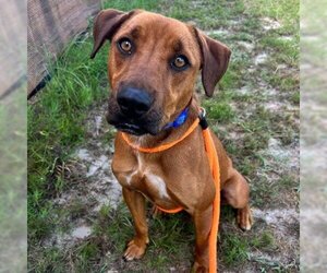 - Mix Dogs for adoption in Freeport, FL, USA