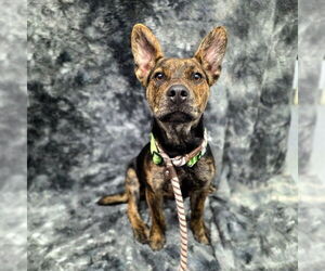 French Bulldog-Unknown Mix Dogs for adoption in Long Beach, CA, USA