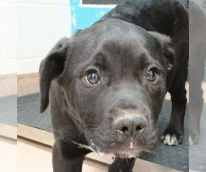 Mutt Dogs for adoption in Canton, CT, USA