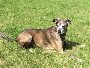 Catahoula Leopard Dog-Unknown Mix Dogs for adoption in O Fallon, MO, USA