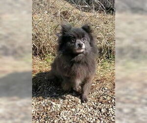 Pomeranian Dogs for adoption in Lake City, MI, USA