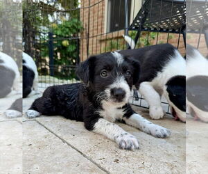 Mutt Dogs for adoption in Germantown, OH, USA