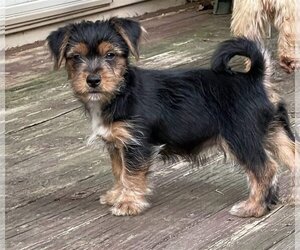 Silky Terrier-Unknown Mix Dogs for adoption in Dahlgren, VA, USA