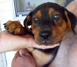 Rottweiler Dogs for adoption in Okeechobee, FL, USA