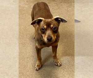 Chihuahua Dogs for adoption in Sacramento, CA, USA