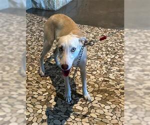 Huskies -Labrador Retriever Mix Dogs for adoption in Houston, TX, USA