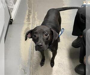 American Staffordshire Terrier-Catahoula Leopard Dog Mix Dogs for adoption in Tallahassee, FL, USA