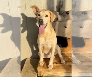 Golden Retriever-Unknown Mix Dogs for adoption in Green Forest, AR, USA