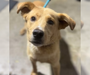 Retriever -Unknown Mix Dogs for adoption in Coralville, IA, USA