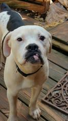 American Bulldog Dogs for adoption in Anderson, SC, USA