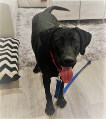 German Shorthaired Lab Dogs for adoption in Fargo, ND, USA