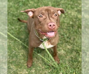 American Pit Bull Terrier Dogs for adoption in Louisville, KY, USA