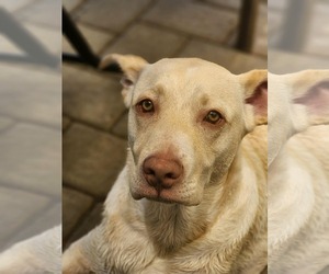 Labrador Retriever-Unknown Mix Dogs for adoption in Spring Lake, NJ, USA