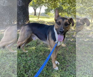 Bull Terrier-Unknown Mix Dogs for adoption in Rockaway, NJ, USA
