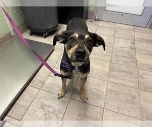 American Staffordshire Terrier-Unknown Mix Dogs for adoption in Grand Prairie, TX, USA